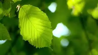 Green Leaf In Sunlight Free Stock Video Footage Download Clips Nature
