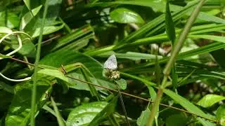 Ministrymon una (Pale Ministreak), French Guiana