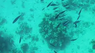 Red Sea Snorkeling