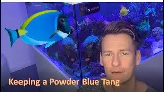 Keeping a powder blue Tang