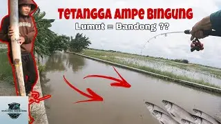 SPOT MANCING LIARAN TANGERANG‼️ LUMUT DIMAKAN BANDENG⁉️