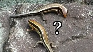 トカゲ釣りしてたら2匹のニホントカゲがまさかの行動に！？