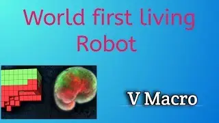 The XENOBOT _ world first living robot _ V Macro