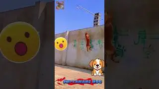 If Michael Jordan was a dog #dogjump #doggys #dogshorts #jumpingdog #dogtricks #germanshepard