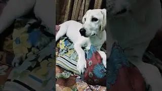 🐶&hearts;️🐶#trending shorts #shots #labrador #youtube shorts
