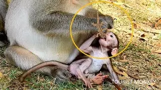 Adorable newborn monkey eat Lizard, Baby Toni eat Lizard, Mum and baby catch Lizard