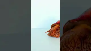 Giant African Land Snail Wakes ups to Eat #shorts #love #new #sweet #baby #funny #subscribe