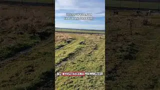 Z ŻYJEMY W WOLNYM KRAJU PANIE PRAWNIKU!!!