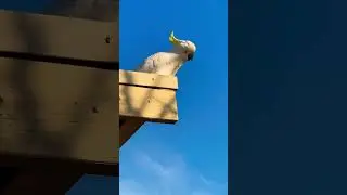 Can You Walk and Shake Like This Cockatoo? #bird #moves #Cute
