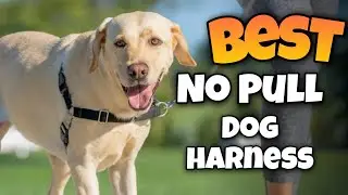 TOP 3:✅BEST NO PULL DOG HARNESS for DOGS 2025-2027 #dogharness #dogharnessfordogs #dogs #harness 