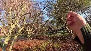 Christmas Plants - Mistletoe