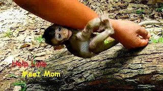 Help cute baby Lola down meet the mom, So lovely baby monkey Lola