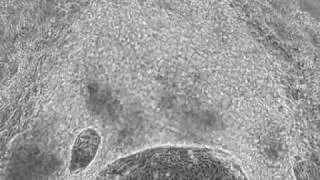 Pluripotency for All