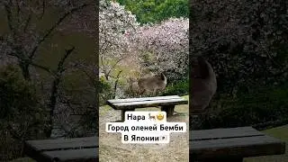 #нара #олени #япония #сакура #japan #nara #naradeerpark #sakura