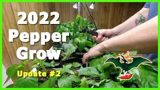Обновление Pepper Grow №2 2022 &mdash; 24.03.22