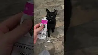 Мальтпасту беру на WB #WW275092 ( копируй с WW) #cat