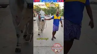#బుల్_రేసింగ్_క్లబ్ #Bullracingclub