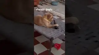 #labrador #cats #goldenretreivers #funny #guglu #cute #indian #pets #lab