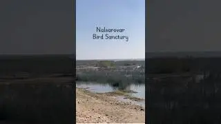 Nalsarovar Bird Sanctury ||must visit place to see the migrating birds during winters🦩 #nalsarovar