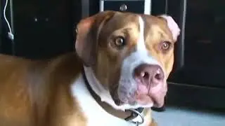 Кот Шлепает Собаку Смешно