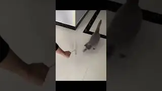 Funniest Pet Fails Compilation 2025 | Hilarious Cat and Dog Moments Gone Wrong