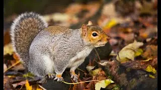 The Most Satisfying Crunch | ASMR | Squirrel Eats Dry Leaves (No Talking)