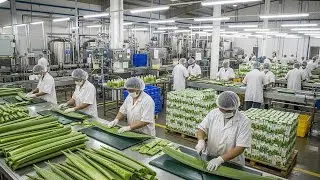 Inside the Aloe Vera Juice Factory &ndash; Full Process How Million-Dollar Drinks Are Made