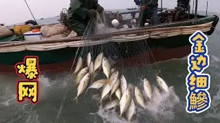 近海流刺网捕捞金边鱼（金边细鰺）全记录：从布网到解鱼的技艺与传统。