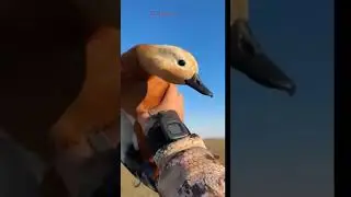 Ruddy Shelduck hunting flying shoot #shelduck #duck #call #sound #shorts #hunting #shortvideo #reel