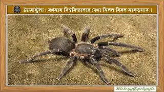 Rare Tarantula (ট্যারান্টুলা) Spotted at Burdwan University/Unusual Spider Sighting in West Bengal !
