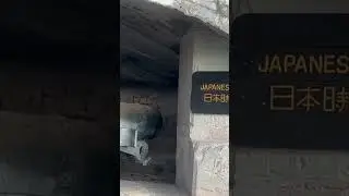 At japanese cannon