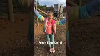Farm Fresh Eggs Daily!