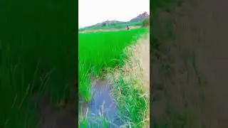 raythu bidda 🌾🌾🌾🌾