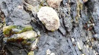 Moving Limpets