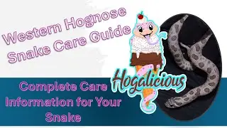 Western Hognose Snake Comprehensive Care Guide