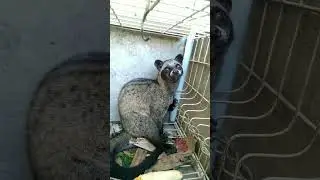 Musang pandan besar tertangkap #shorts #musanglovers #animals