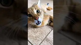 Чаузи Линн заигрывает с мамой😽
