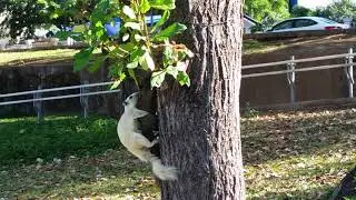 Squirrel mating