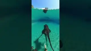 Waterslide into pool full of colossal squids Epic underwater adventure