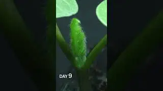 Morning Glory Sprouting Time Lapse