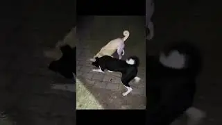 Gau mata ko leke gaee hum trade fair me bhaiyo jrur dekhe 🥰🥰🤭🤩