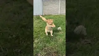 Ginger Cat&rsquo;s Summer Night Ball! #DancingCat #GingerCat #CatWaltz #SummerBall #MoonlightDance