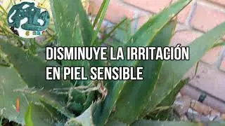 &Aacute;LOE S&Aacute;BILA O AC&Iacute;BAR LO QUE DEBES SABER