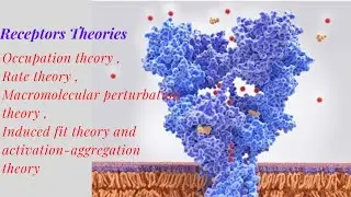 Theories of Receptors | Receptors and their theories