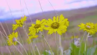 Arrowleaf Balsamroot