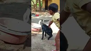 কি করে বাচ্চা গুলো কে নিয়ে... 🥰🥰 #original #youtube #india 
