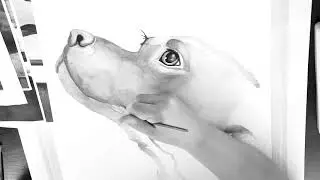 Pitbull Watercolor Video
