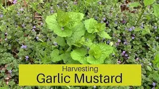 Harvesting Garlic Mustard | Plus Making Garlic Mustard Pesto