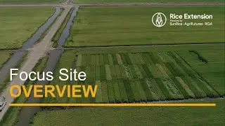 Rice Extension Focus Site Program Overview