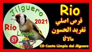 جديد قرص خاص لتلقين  تغريد الحسون بجودة عالية#Canto_de_Jilguero_Limpio2021